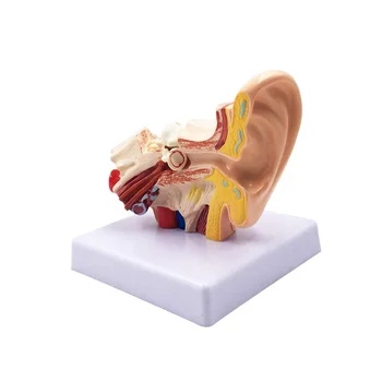 1,5 X Emberi Fül Anatómiai Modell - Professzionális Asztal Belső Fül Szerkezete a Szimulációs Modell Oktatás